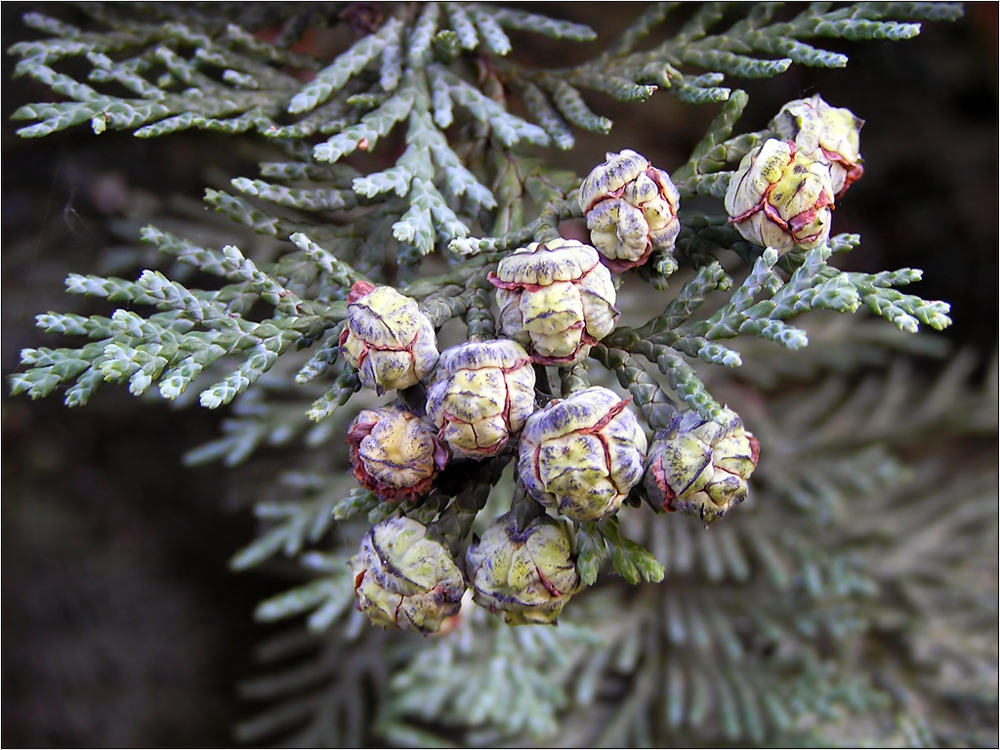 Arizona Cypress